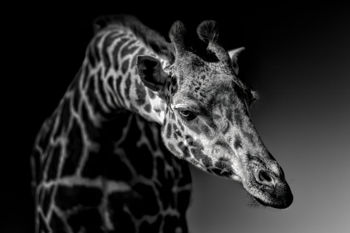 acrylic-print-giraffe-x