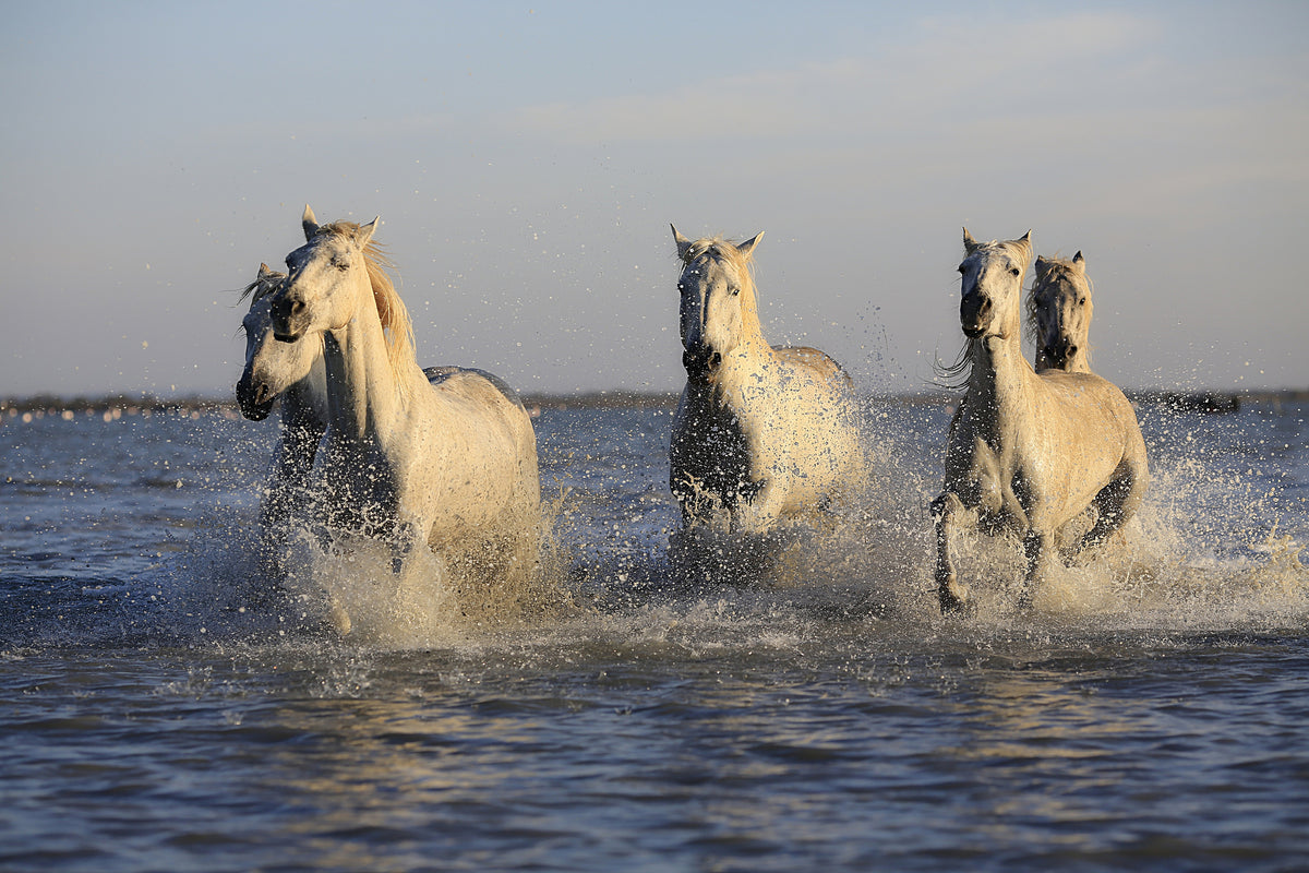 canvas-print-horses-in-the-sea