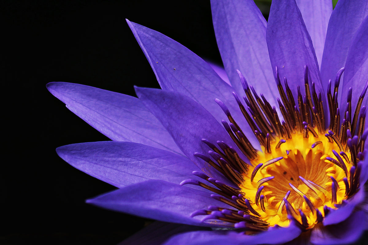 3-piece-acrylic-print-xl-water-lily-in-purple