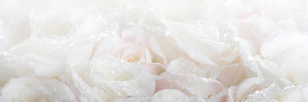 panoramic-aluminium-print-white-roses-in-the-morning-dew-panorama