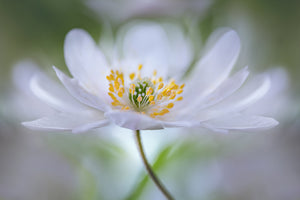 framedcanvas-print-nemorosa-nirvana