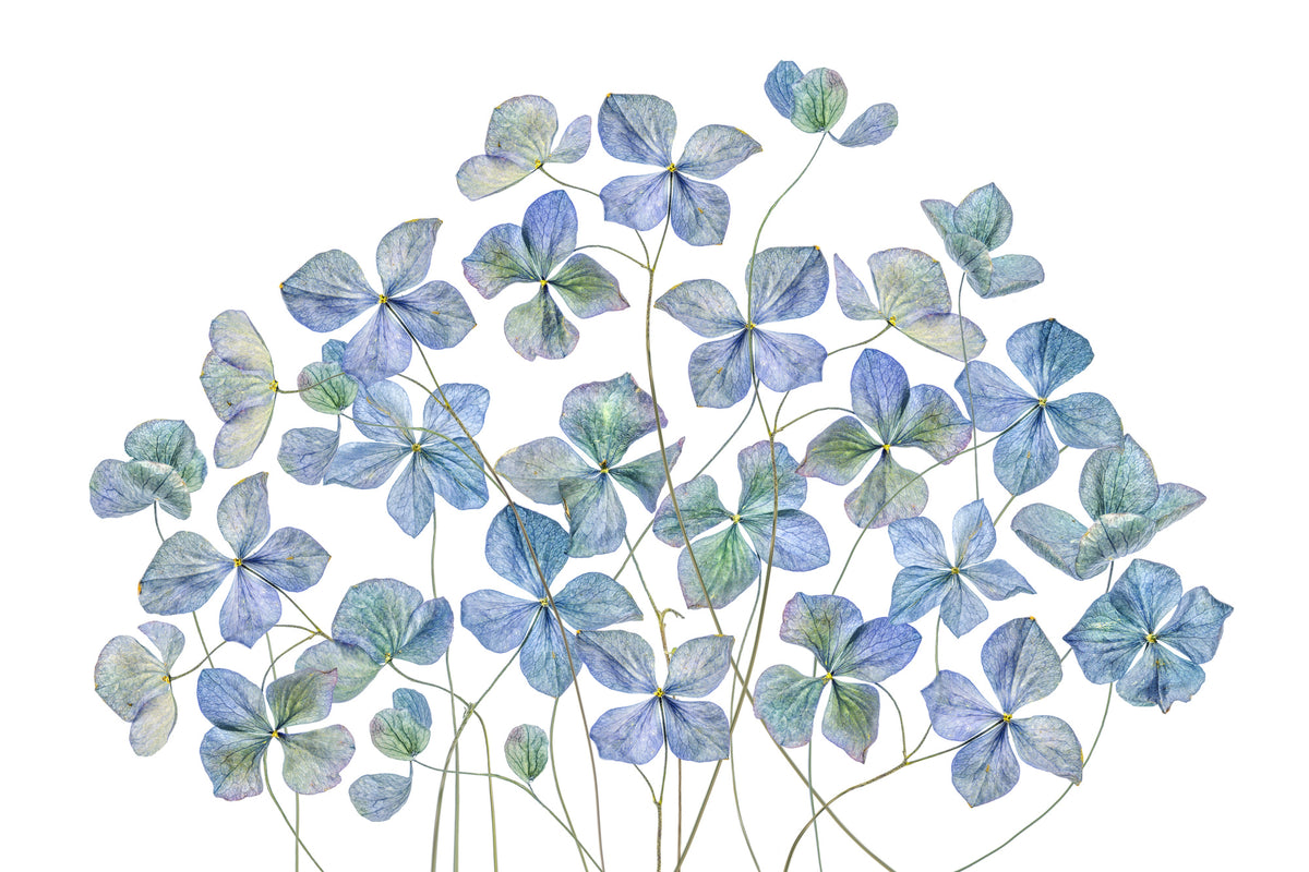 canvas-print-hydrangea-xmy