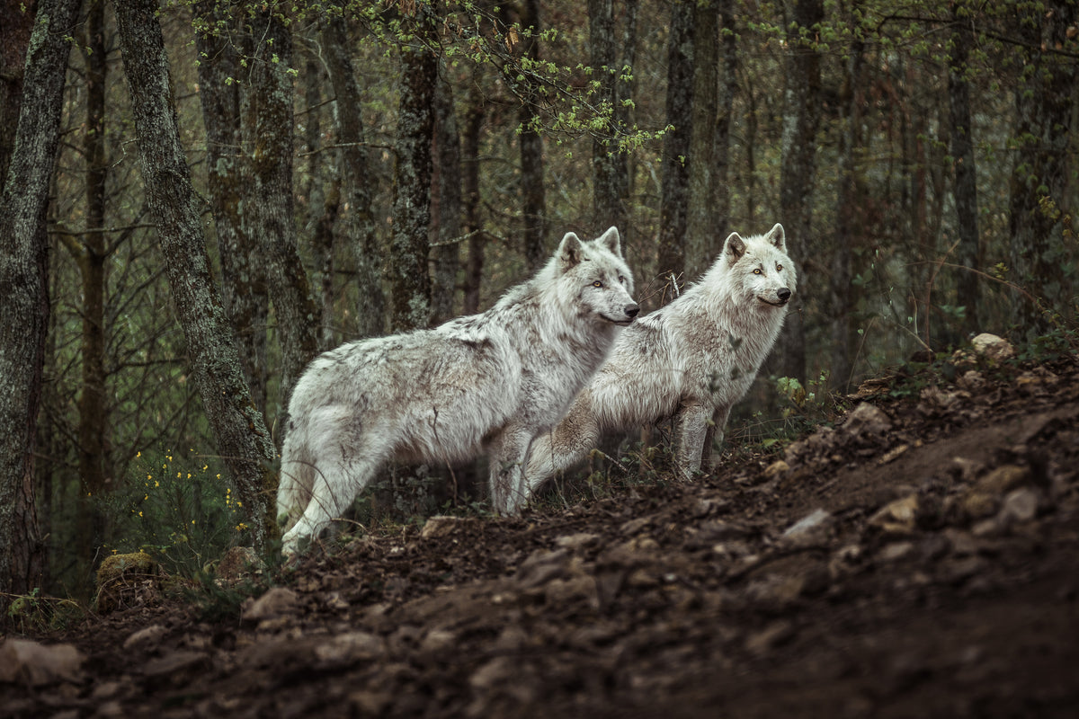 canvas-print-meeting-with-white-wolves-x