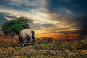 3-piece-aluminium-print-the-elephant-in-the-sunset