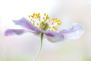 modern-3-piece-aluminium-print-wood-anemone
