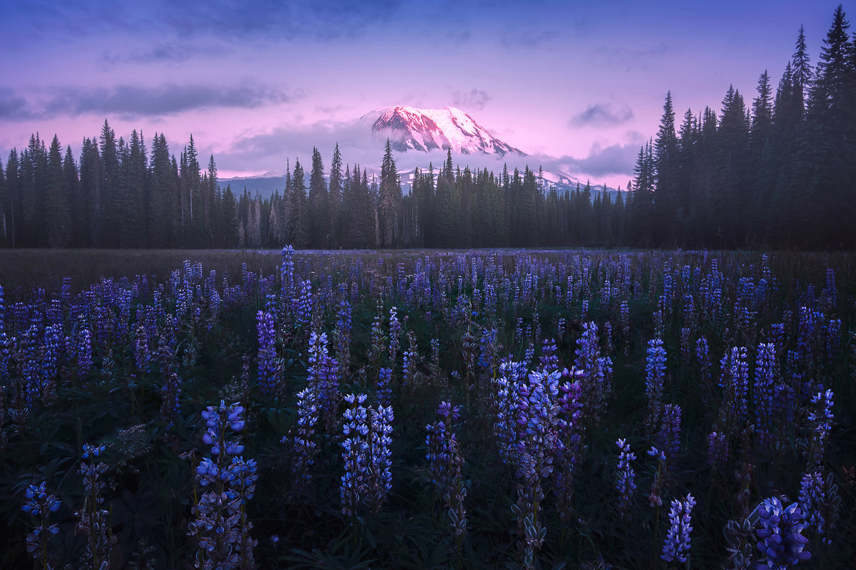 framedposter-print-adam-s-lupine-x