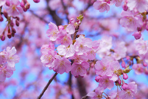 aluminium-print-gorgeous-cherry-blossom
