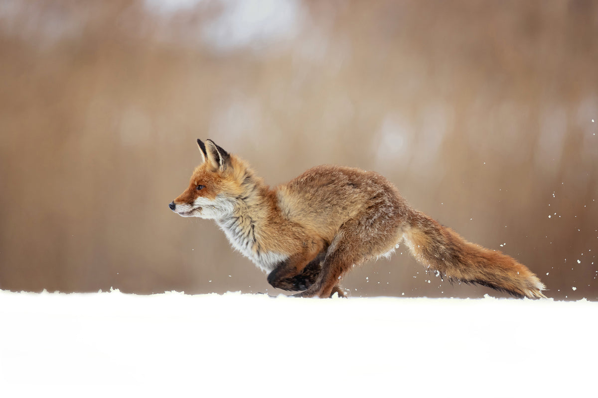 framedcanvas-print-red-fox-xmv