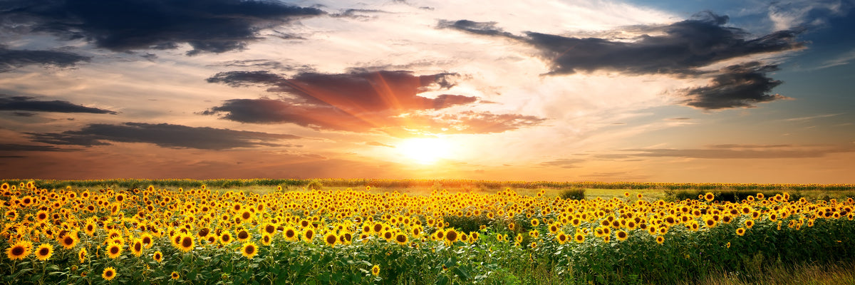 panoramic-acrylic-print-a-field-of-sunflowers-panorama