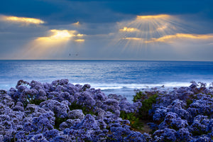 framedcanvas-print-lavender-and-sea