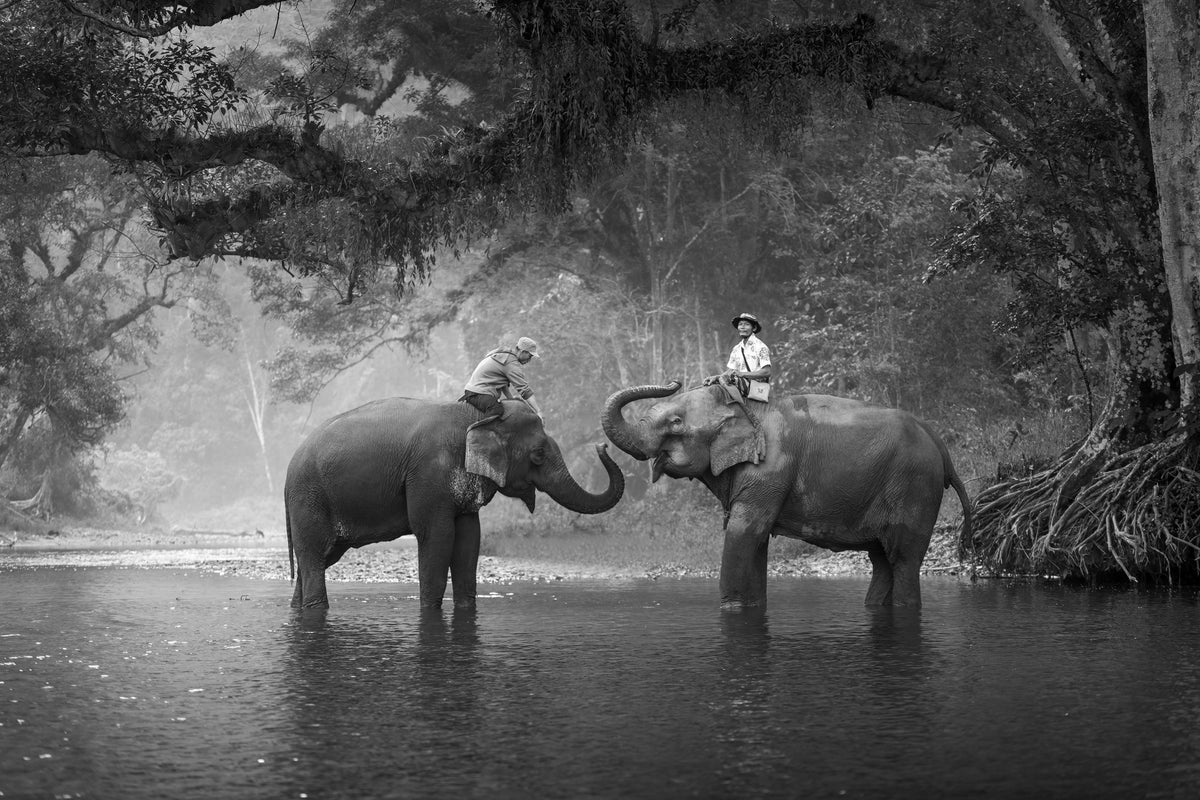 acrylic-print-two-elephants
