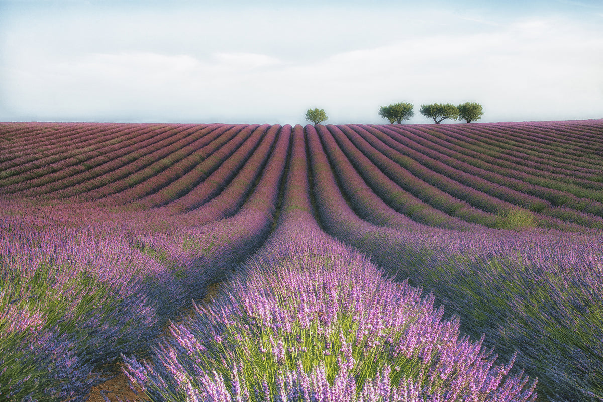 modern-3-piece-canvas-print-velours-de-lavender