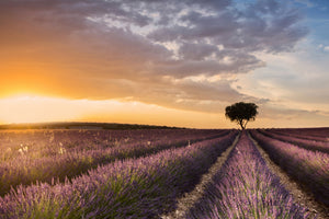 aluminium-print-destination-lavender-x