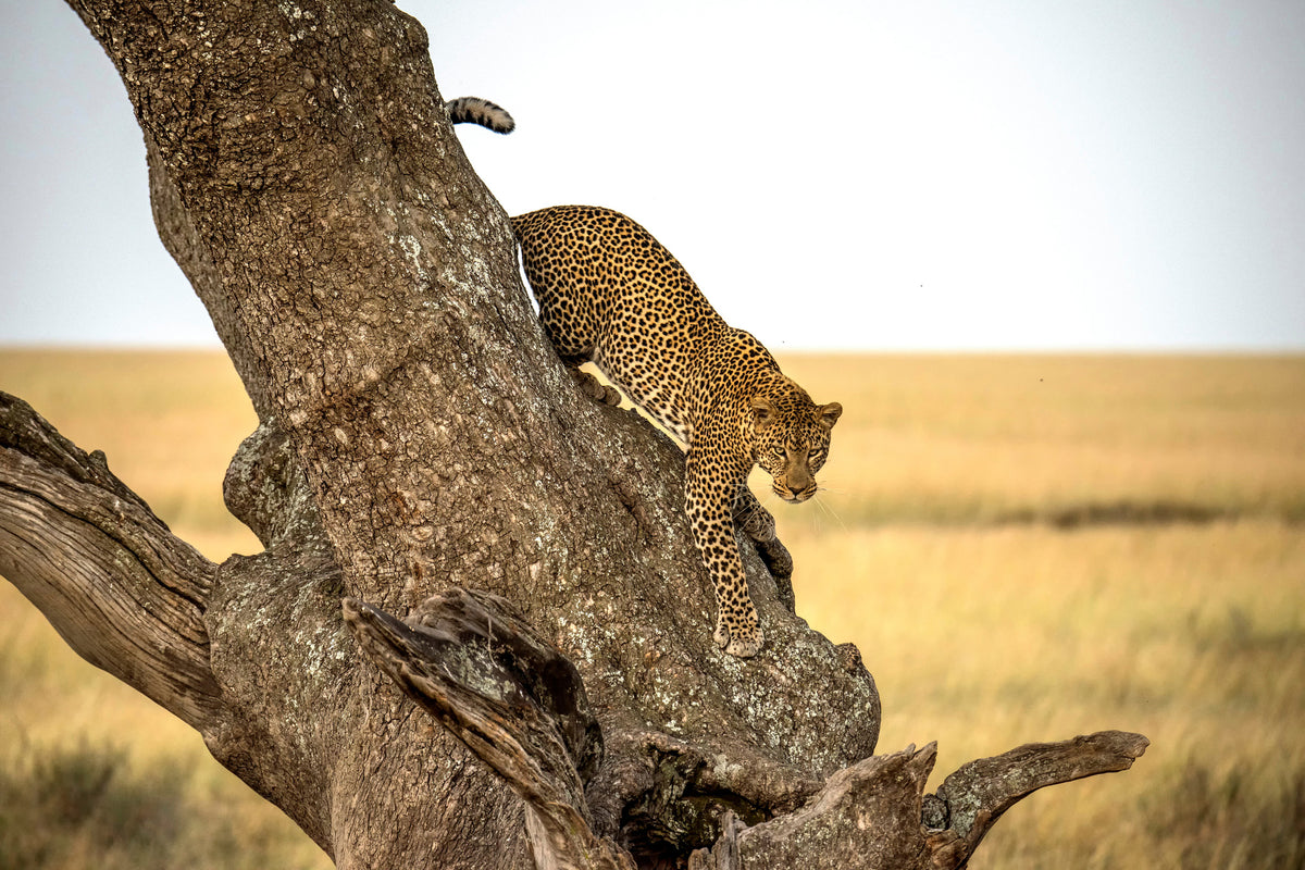 modern-3-piece-canvas-print-leopard-serengheti-tanzania