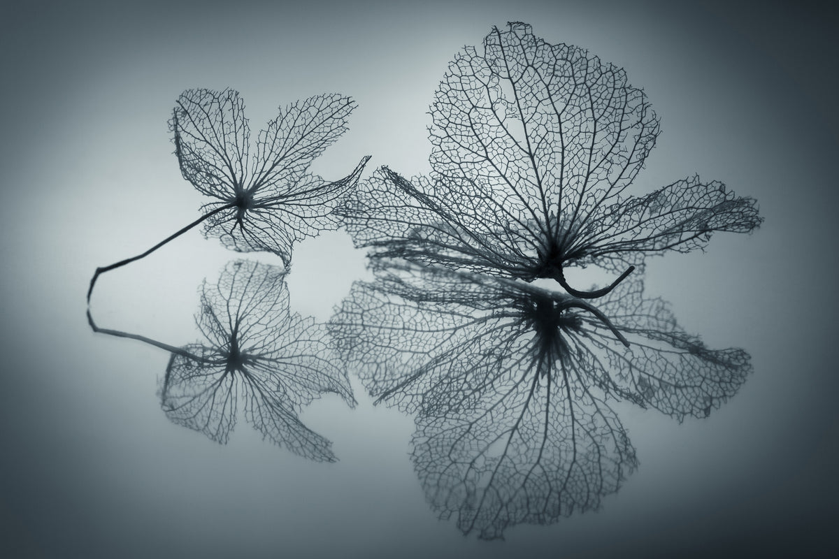 aluminium-print-ephemeral-beauty