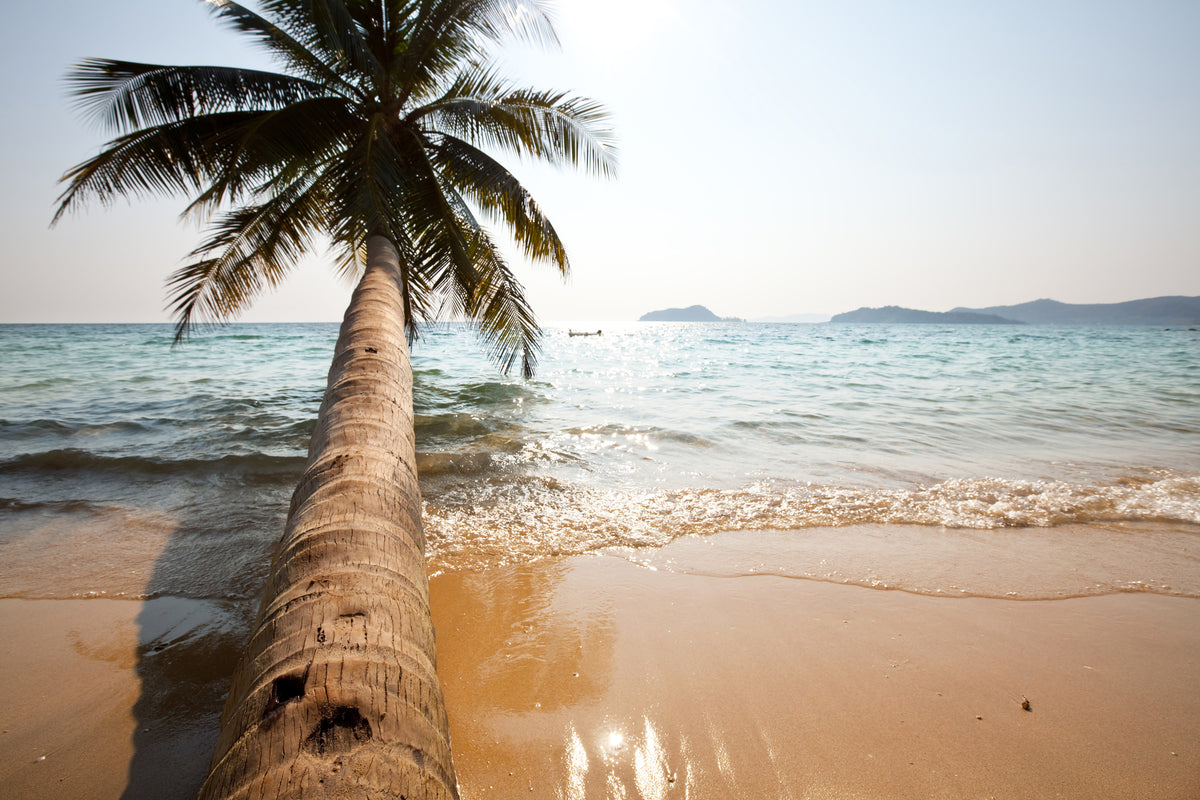 framedcanvas-print-palm