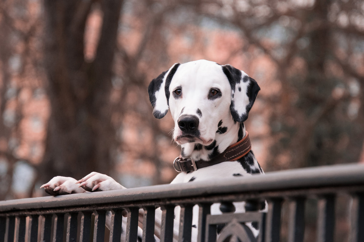 3-piece-acrylic-print-watchful-dalmatian