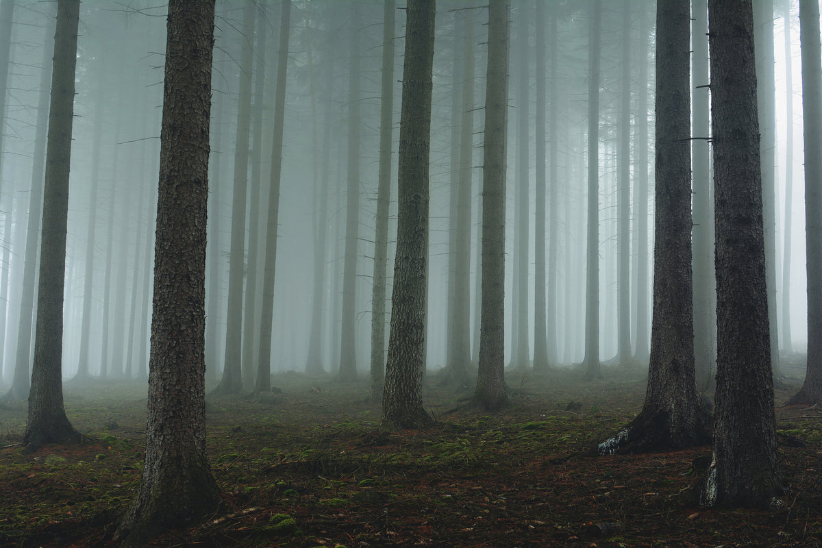 canvas-print-foggy-forest-xcg