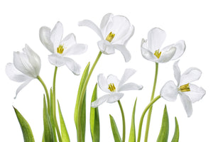 framedposter-print-white-tulips-x