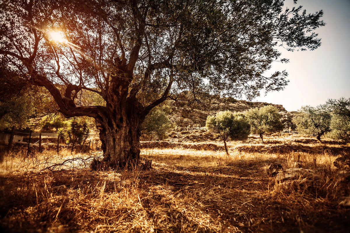 framedposter-print-olive-grove