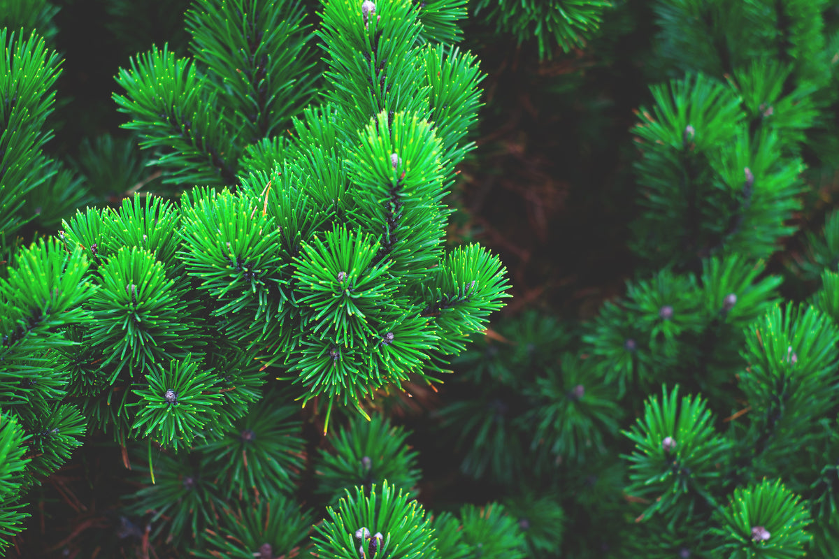 aluminium-print-pine-xl