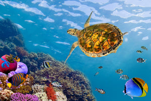 modern-3-piece-canvas-print-the-turtle