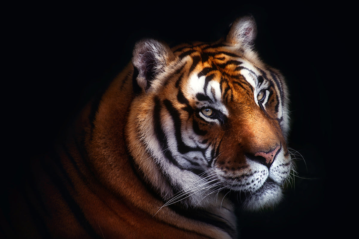 framedposter-print-tiger-x