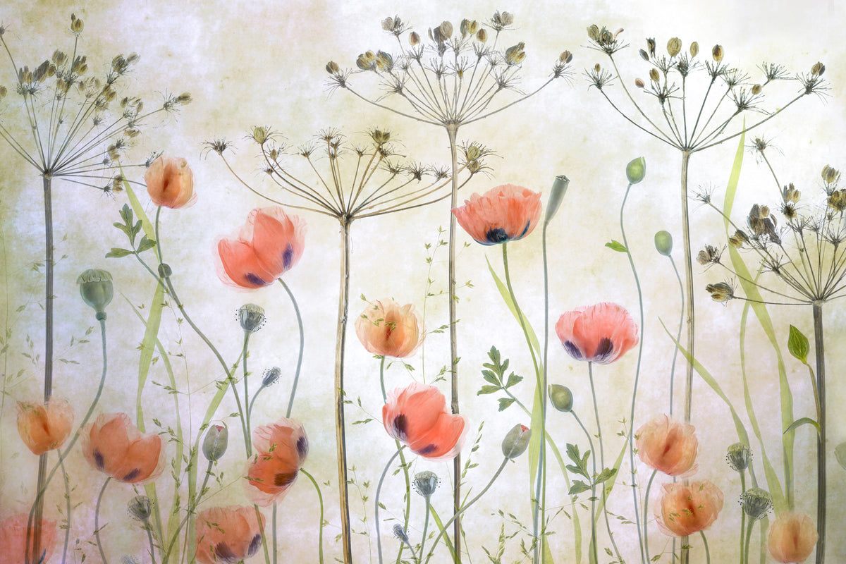 acrylic-print-poppy-meadow-x