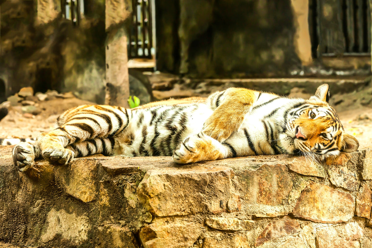 acrylic-print-the-siberian-tiger