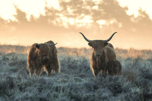 aluminium-print-three-highlanders-x