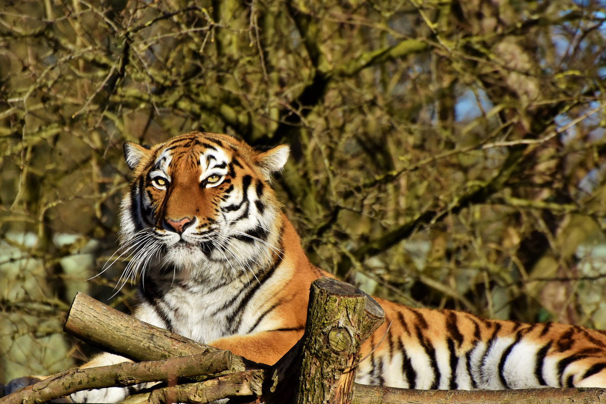 framedcanvas-print-proud-tiger