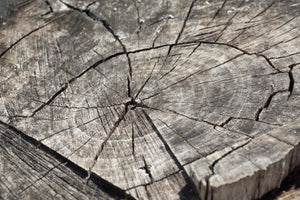 aluminium-print-the-tree-rings