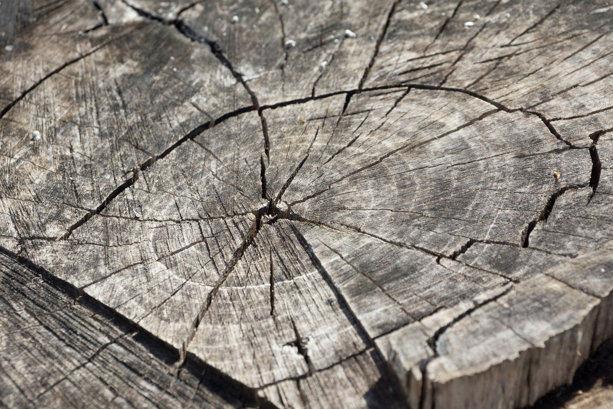 aluminium-print-the-tree-rings