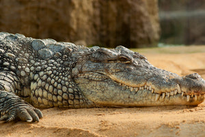 framedposter-print-the-nile-crocodile