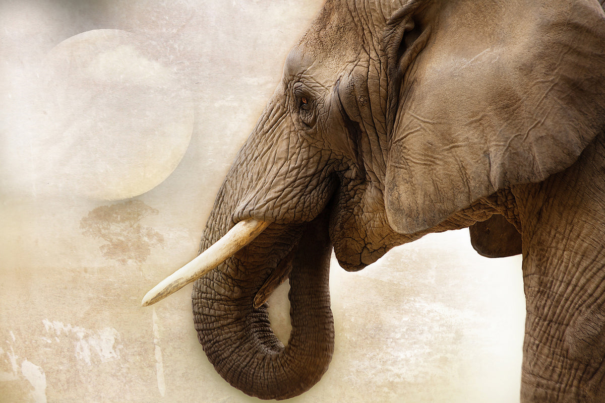3-piece-canvas-print-portrait-of-an-elephant
