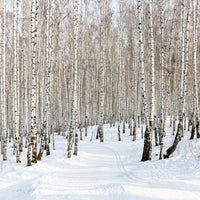 aluminium-print-birch-forest-tracks-in-snow