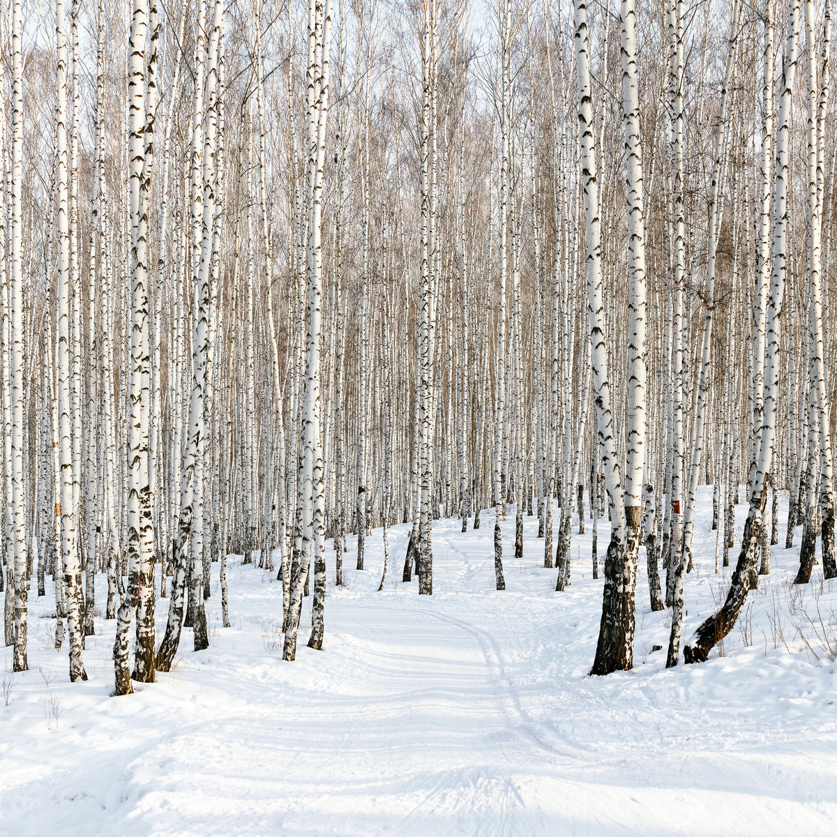 aluminium-print-birch-forest-tracks-in-snow