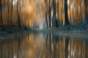 aluminium-print-the-woods-x