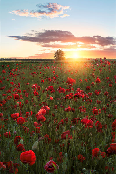 poster-print-poppy-fields-of-sweden