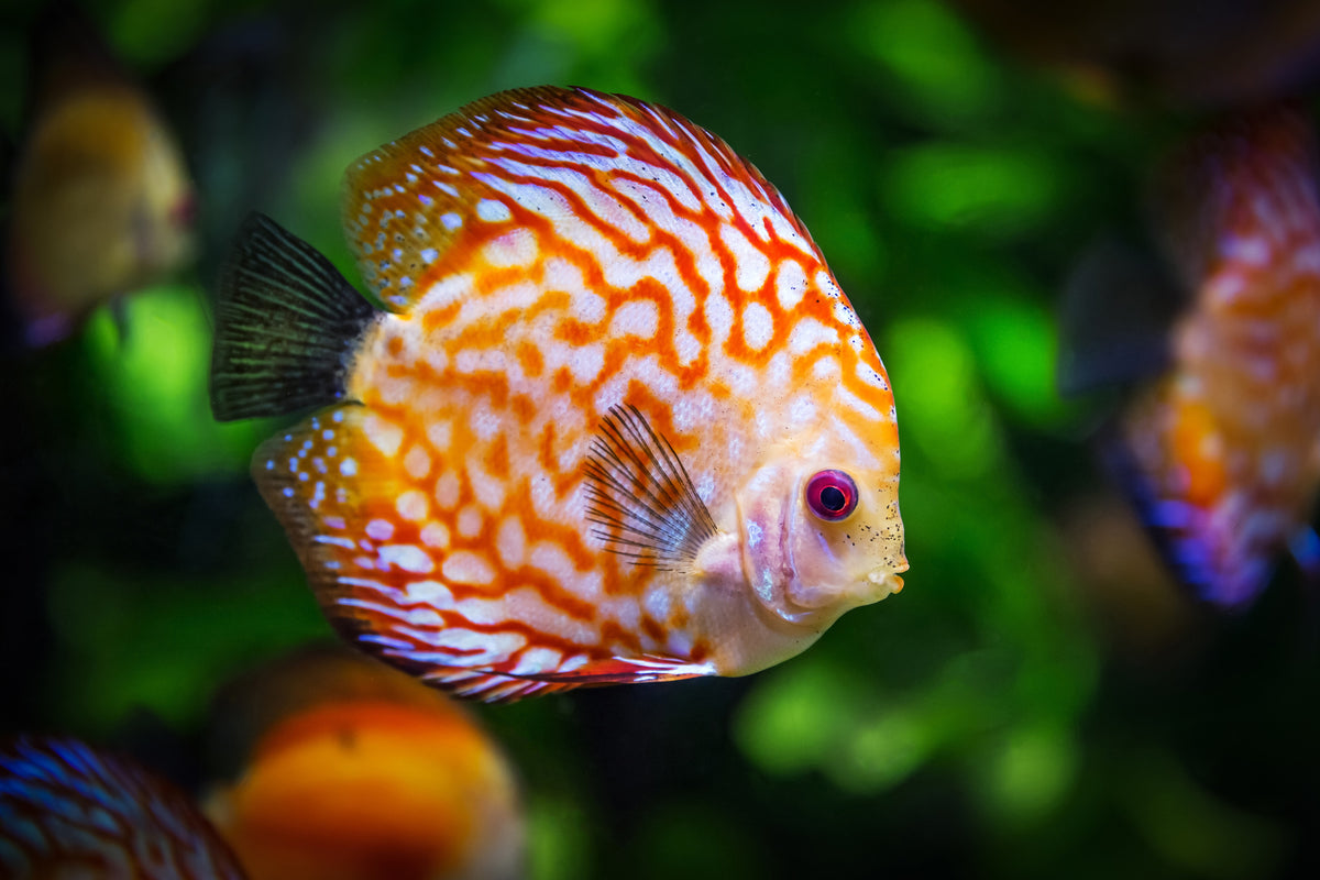 framedcanvas-print-the-discus-fish
