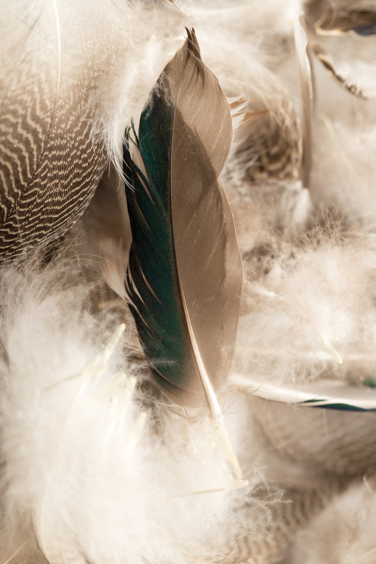 framedcanvas-print-feathers