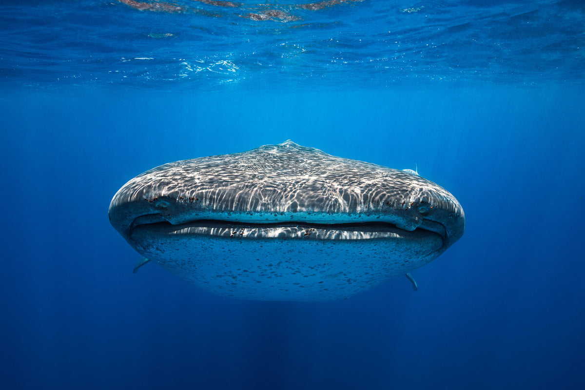 aluminium-print-face-to-face-with-a-whale-shark