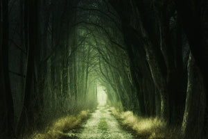 aluminium-print-mysterious-forest-iii