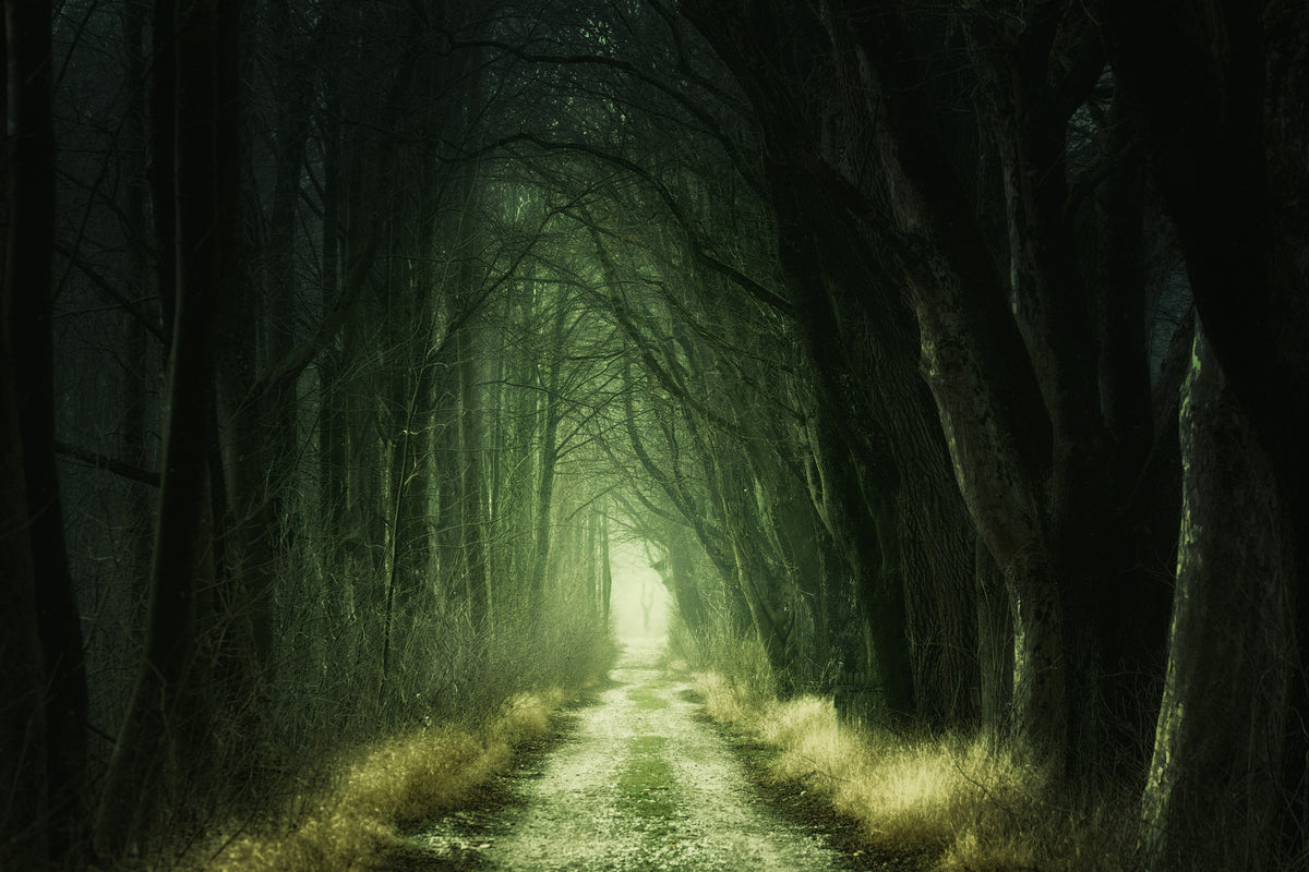 aluminium-print-mysterious-forest-iii