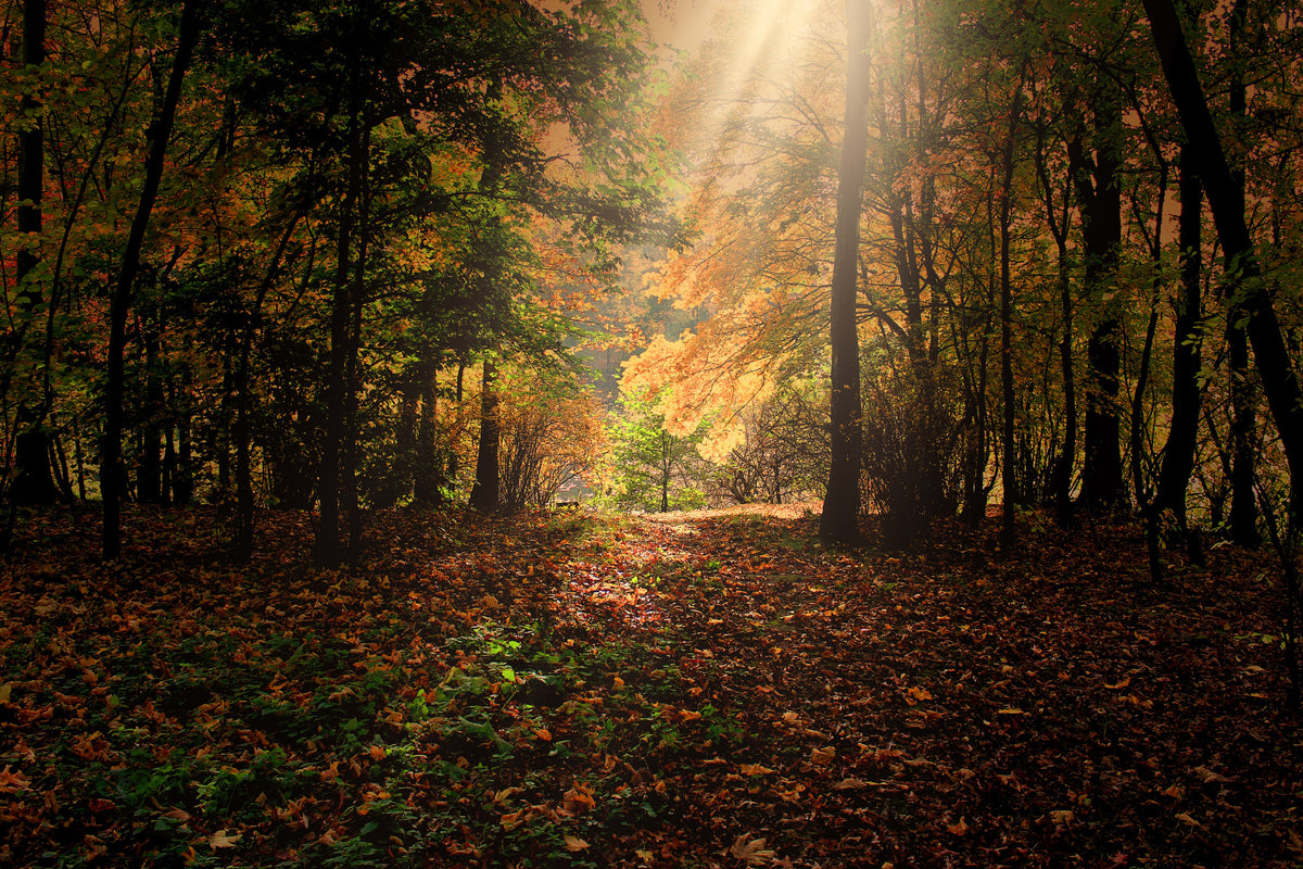 modern-3-piece-canvas-print-the-deciduous-forest
