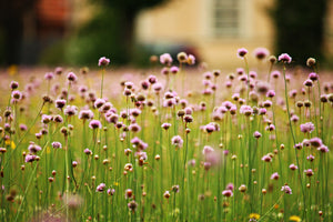 framedcanvas-print-a-meadow-full-of-flowers