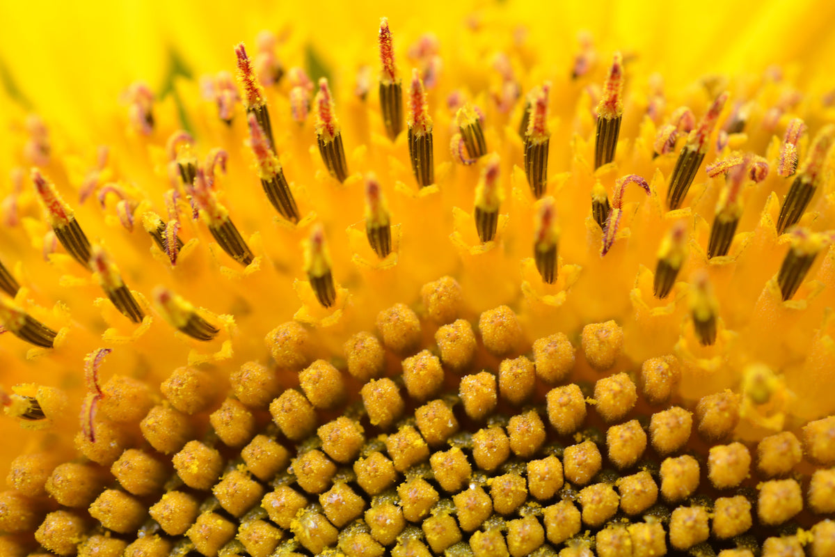 3-piece-acrylic-print-the-buds-of-the-sunflower-in-xxl