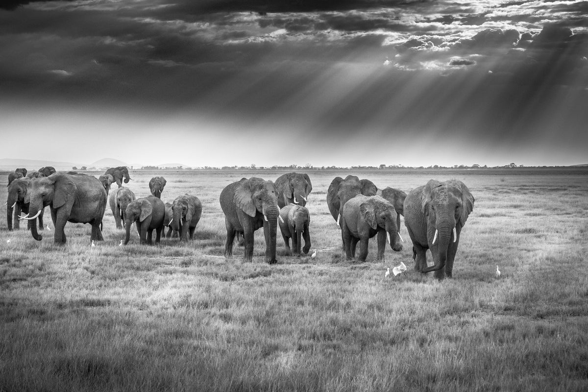 canvas-print-breakfast-with-pachyderms-x