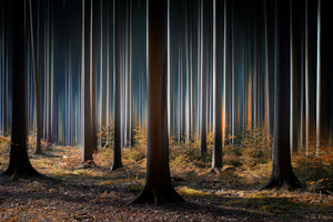 3-piece-aluminium-print-mystic-wood