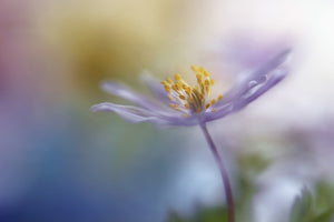 canvas-print-springtime-watercolor